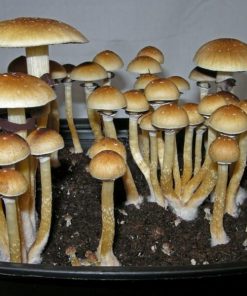 Burma Magic Mushrooms
