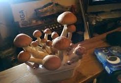 McKennaii Magic Mushrooms For Sale