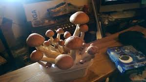 McKennaii Magic Mushrooms
