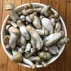 Buy Penis Envy Mushroom online