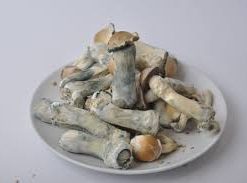 buy Penis Envy Mushrooms