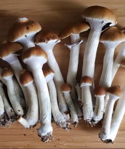 Psilocybe Cubensis Mushroom