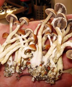 Legal Psychedelics For Sale USA