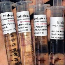 buy mushroom spore syringe