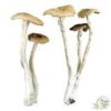 alacabenzi mushrooms for sale