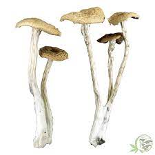 alacabenzi mushrooms for sale