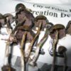psilocybe baeocystis for sale