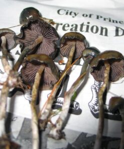 psilocybe baeocystis for sale