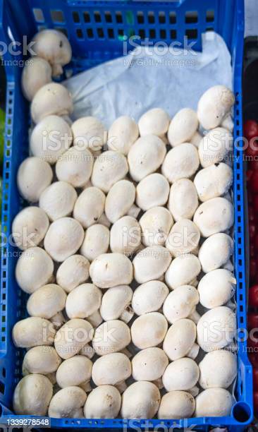 turkish mushroom chocolate buy turkish mushroom chocolate