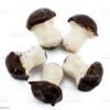 white chocolate mushrooms