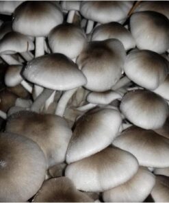 buy paddy straw mushroom