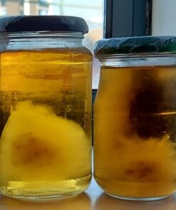 buy mushroom liquid culture