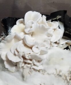 enigma spores for sale