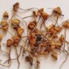 Psilocybe Semilanceata for sale