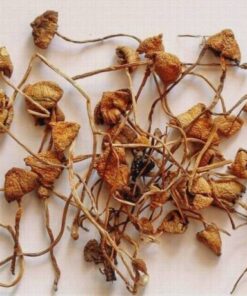 Psilocybe Semilanceata for sale
