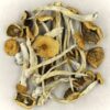 buy Psilocybe Mexicana