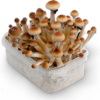 buy cubensis thai