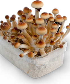 buy cubensis thai