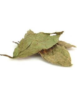 Psychotria viridis for sale