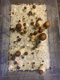 buy buy eclipse mushroom strain