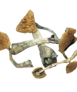 buy Malabar Mushroom