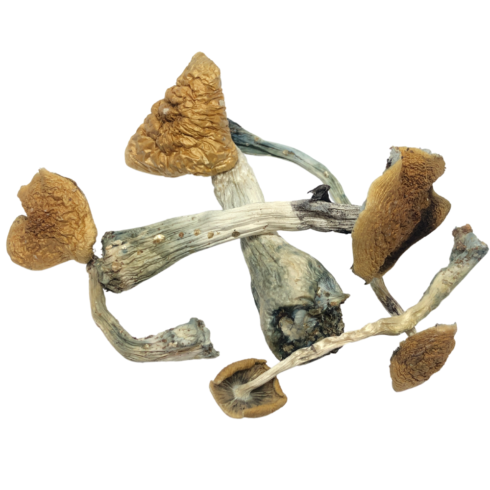 Malabar-Mushroom buy Malabar Mushroom