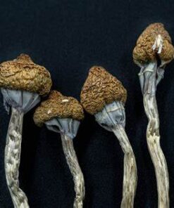 buy texas yellow cap