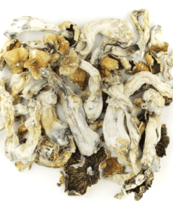 buy pink buffalo mushroom