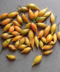 iboga seeds