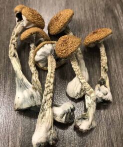 buy z strain mushroom