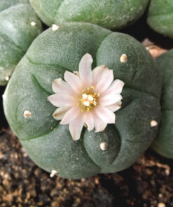 peyote/Mescaline